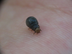Chrysomeloidea