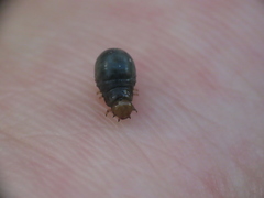 Chrysomeloidea