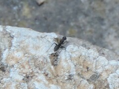 Camponotus vagus