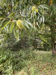 Castanea