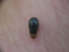 Chrysomeloidea