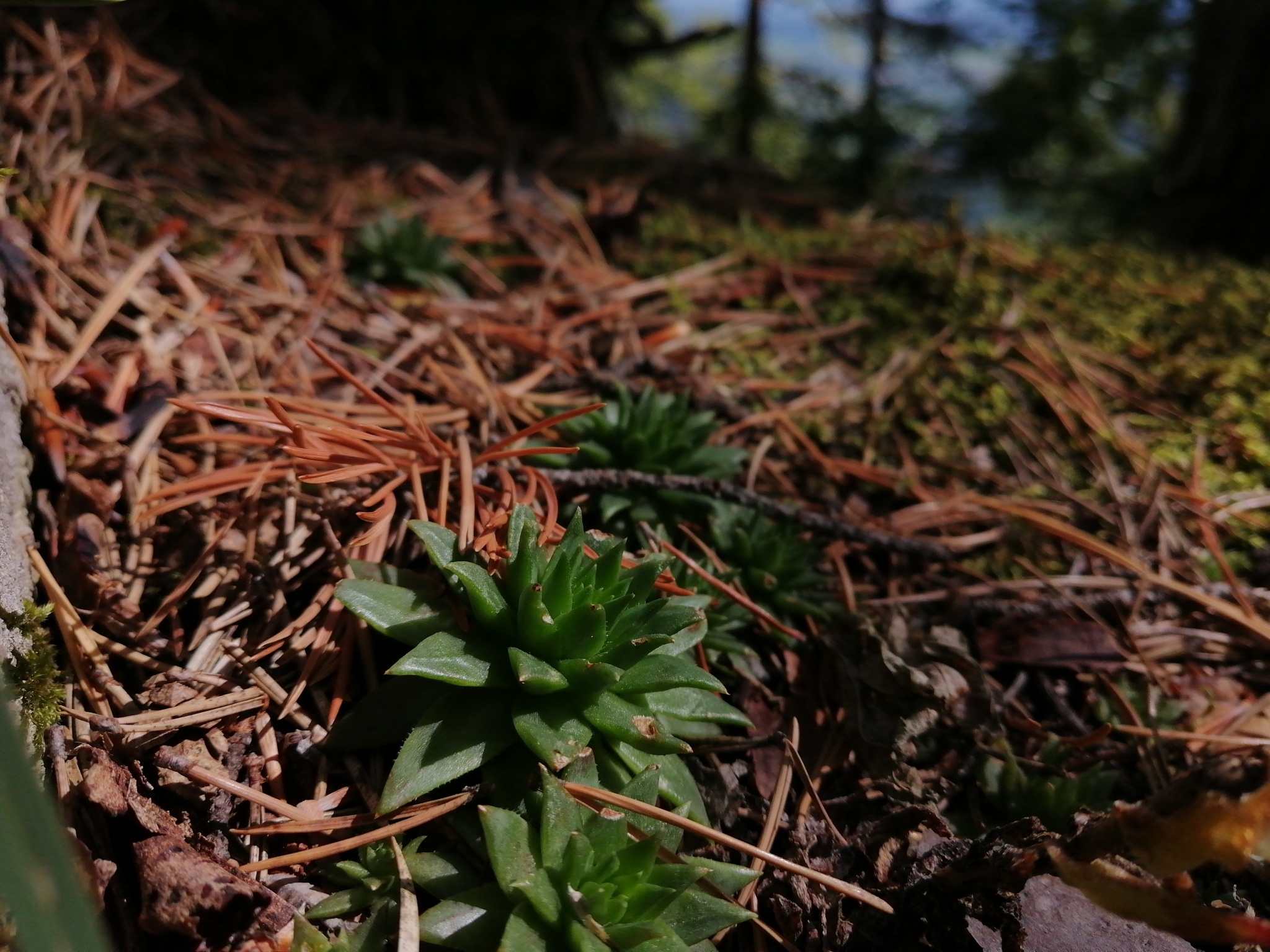 Sempervivum soboliferum Sims 3