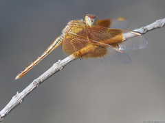 Neurothemis stigmatizans