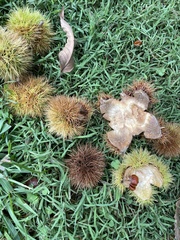 Castanea
