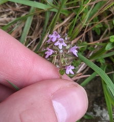 Thymus pulegioides