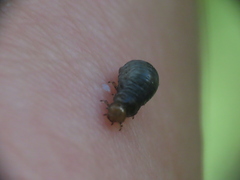 Chrysomeloidea