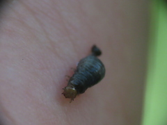 Chrysomeloidea