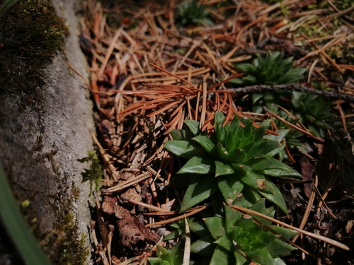 Sempervivum globiferum