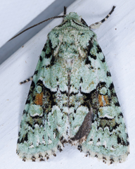 Lacinipolia implicata
