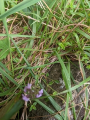 Thymus pulegioides