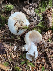 Russula crassotunicata