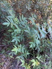 Ungnadia speciosa