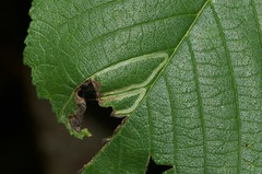 Agromyza aristata