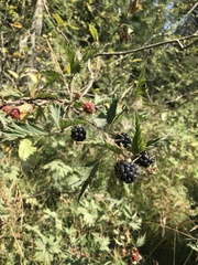 Rubus laciniatus