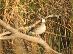 Callonetta leucophrys