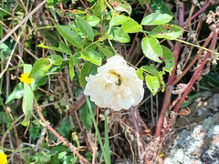 Rosa sempervirens