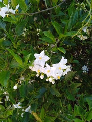 Solanum laxum