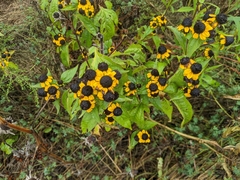 Rudbeckia triloba