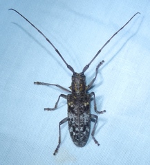 Monochamus carolinensis