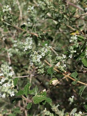Aloysia wrightii