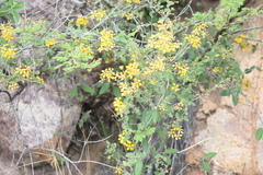 Gaudichaudia cynanchoides