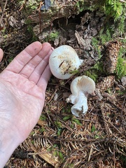 Russula crassotunicata
