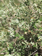 Aloysia wrightii