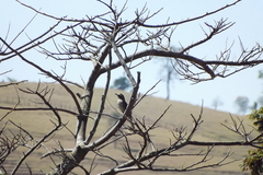Mimus saturninus