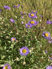 Erigeron speciosus