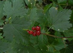 Ribes alpinum