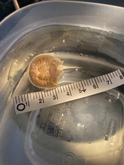 Limulus polyphemus