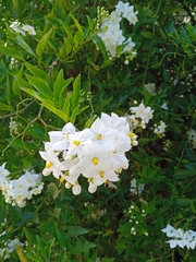 Solanum laxum