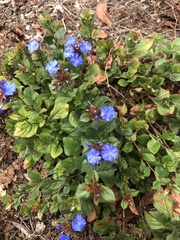 Ceratostigma plumbaginoides