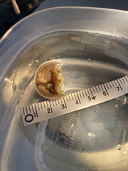 Limulus polyphemus