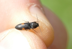 Cardiophorus biguttatus