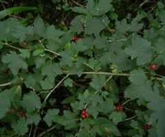 Ribes alpinum