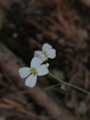 Arabidopsis