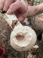Amanita solitaria