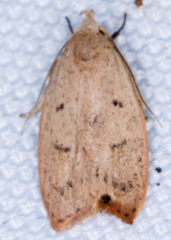 Machimia tentoriferella