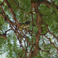 Setophaga nigrescens