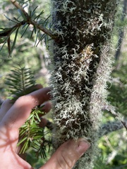 Evernia mesomorpha