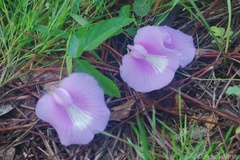 Centrosema virginianum