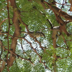 Setophaga nigrescens