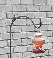 Archilochus colubris