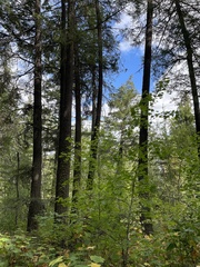 Acer glabrum