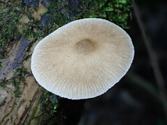 Pluteus rangifer