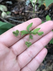 Sanicula canadensis