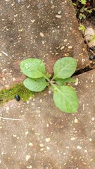 Salvia lyrata