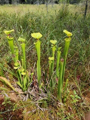 Sarracenia flava