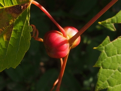 Ampelomyia vitispomum